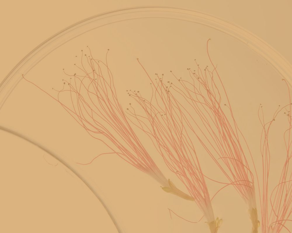 Defining Clinical Beauty