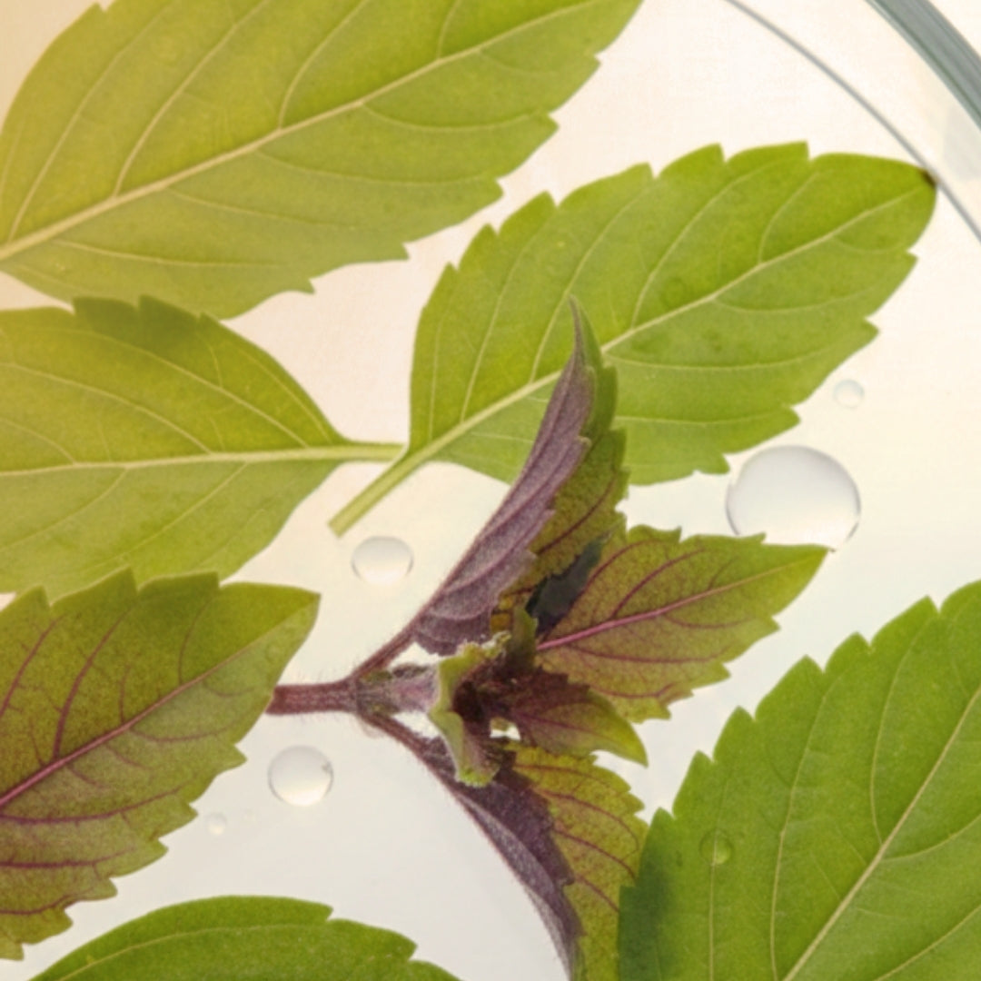 Close-up of green holy basil leaves with water droplets on a transparent surface