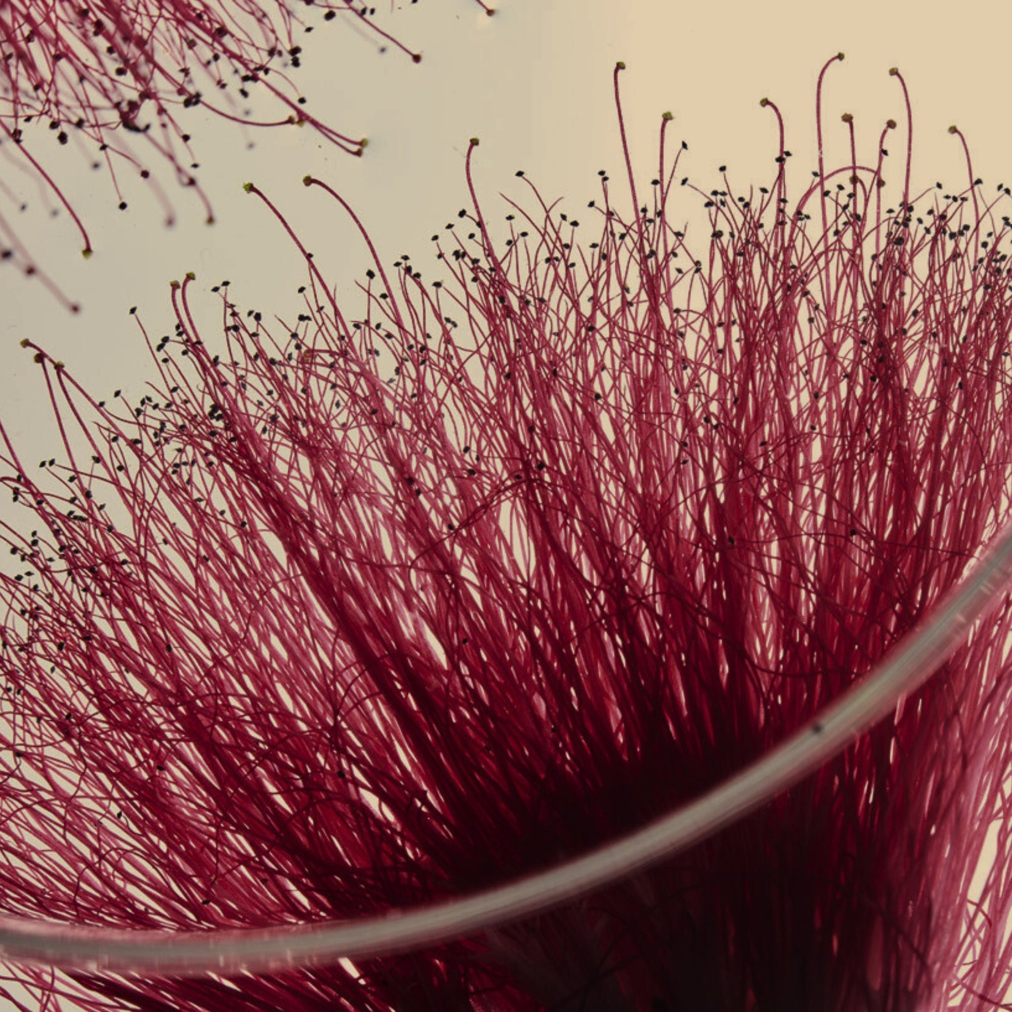 ALBIZIA JULLIBRISSIN BARK EXTRACT