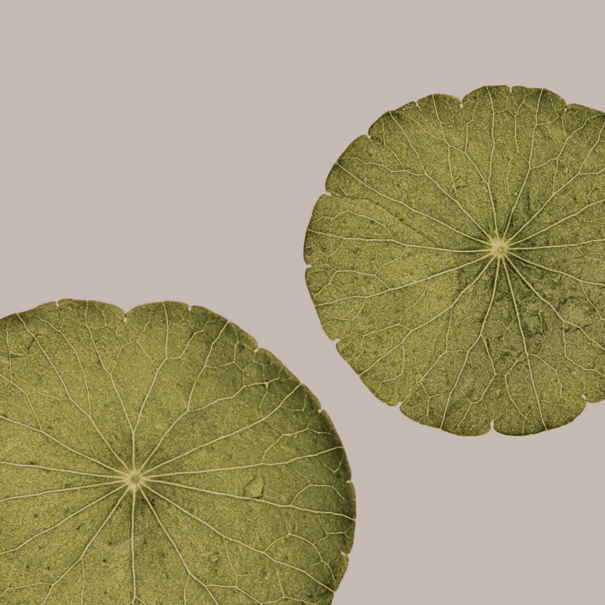 CENTELLA ASIATICA (CICA)