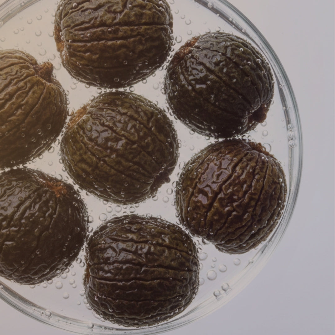 Chebula berries on a petri dish with a white background